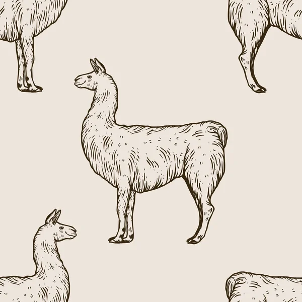 Llama animal engraving vector illustration — Stock Vector