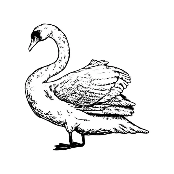 Kuğu kuş vektör çizim oyma — Stok Vektör