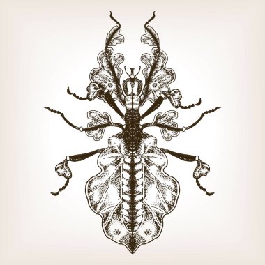 Vektör çizim oyma hata Phasmatodea