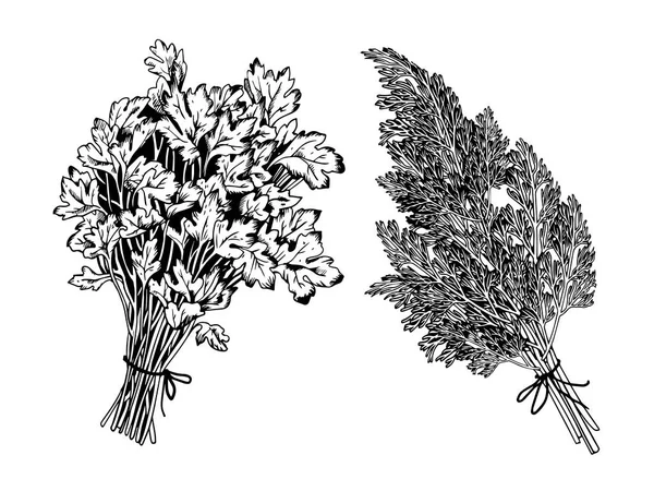Persil aux herbes et vecteur de gravure de l'aneth — Image vectorielle