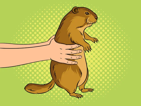 Groundhog in handen popart vectorillustratie — Stockvector