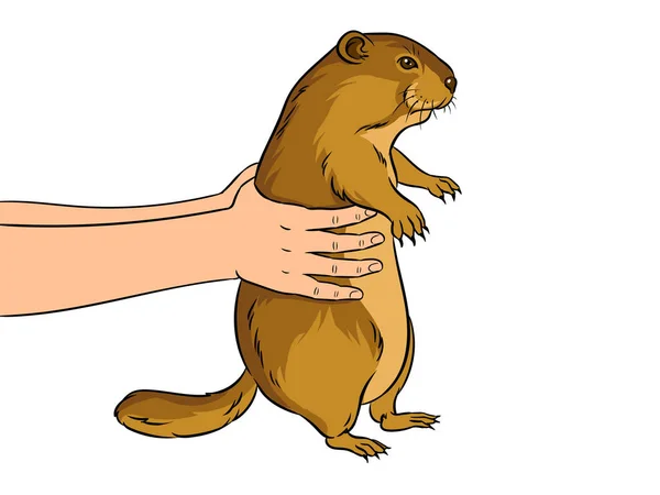 Marmota en las manos pop art vector ilustración — Vector de stock