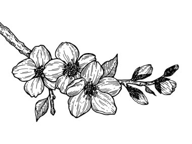 Kiraz çiçeği şube oyma vektör