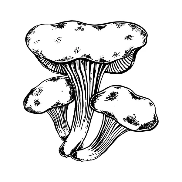 Oyster tree mushroom engraving vector — Stock Vector