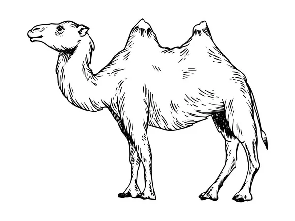 Ilustración de vectores de grabado en camello — Vector de stock