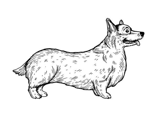 Ουαλλέζικο Corgi σκυλί χαρακτική εικονογράφηση διάνυσμα — Διανυσματικό Αρχείο