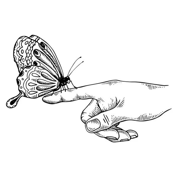 Butterfly on finger engraving vector illustration — Stock Vector