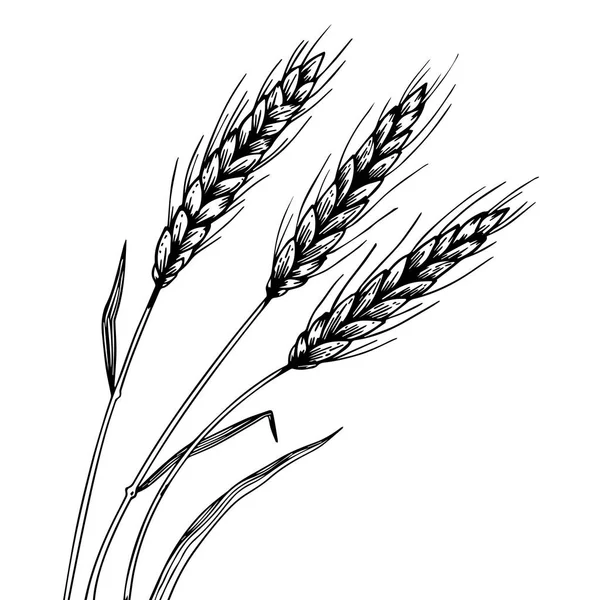 Graviervektor für Weizenähren-Ähren — Stockvektor
