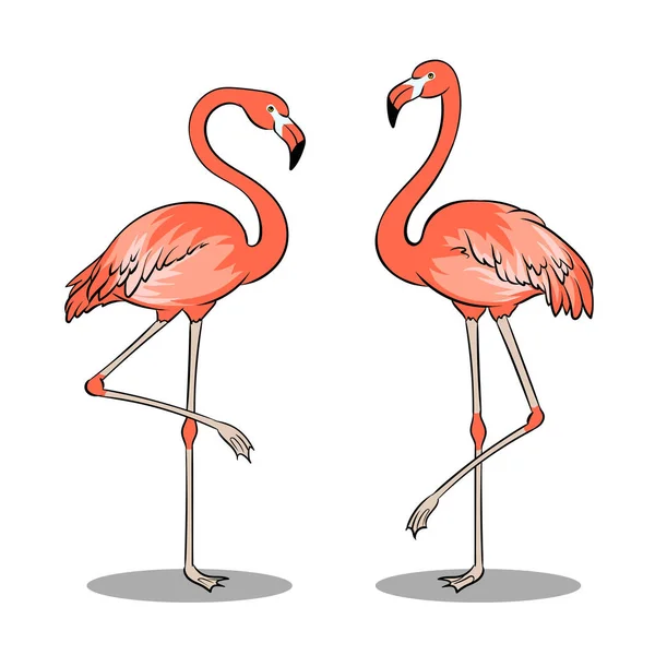Flamenco rosa pájaro pop arte vector ilustración — Archivo Imágenes Vectoriales