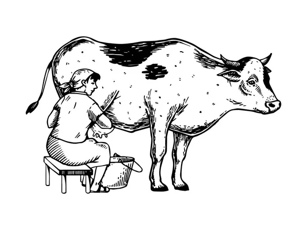 Αγελαδινό γάλα γυναίκα χαρακτική εικονογράφηση διάνυσμα — Διανυσματικό Αρχείο