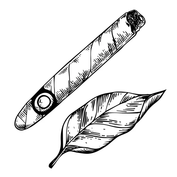 Cygar i tytoniu wektor Grawerowanie liść — Wektor stockowy