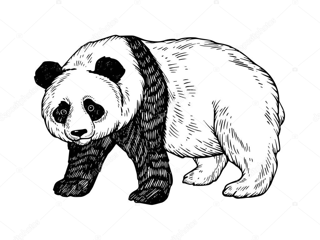 Panda bear engraving vector illustration