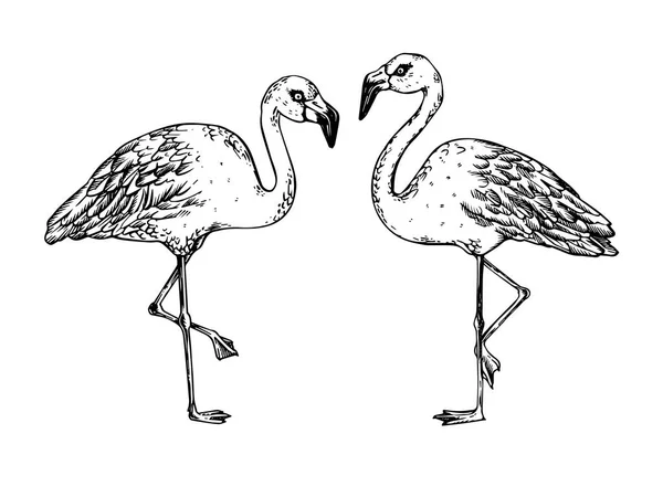 Flamingo kuşu oyma vektör çizim — Stok Vektör