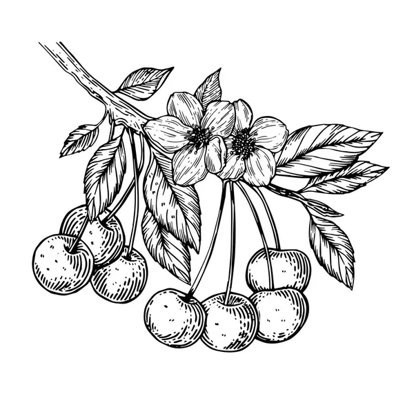 Ilustración vectorial grabado rama cereza — Archivo Imágenes Vectoriales