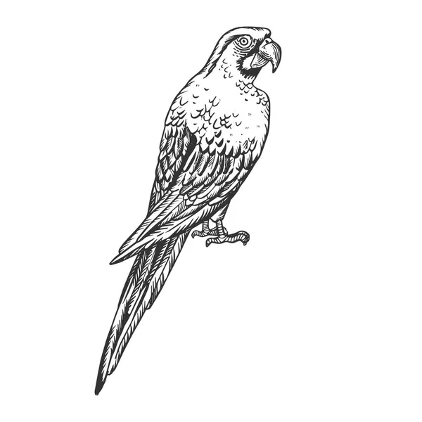 Ilustracja wektorowa Grawerowanie ptaków Ara — Wektor stockowy