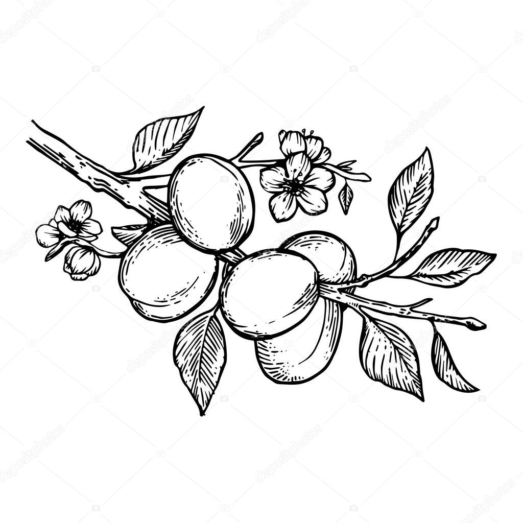 Apricot plant engraving vector illustration
