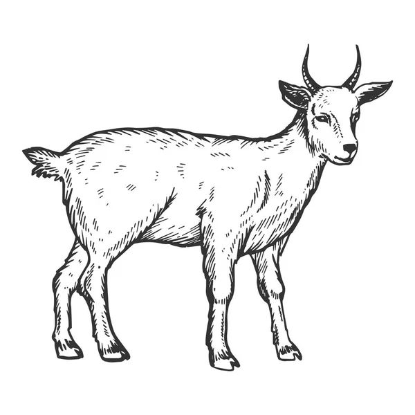 Ilustração do vetor de gravura animal da fazenda de cabras —  Vetores de Stock