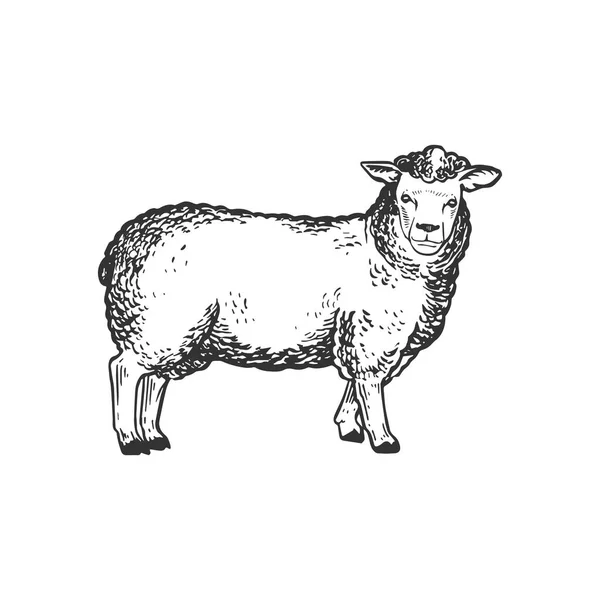 Illustration vectorielle de gravure animale de ferme ovine — Image vectorielle