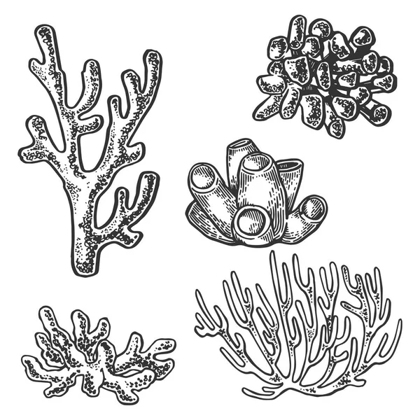 Coral sea plant engraving vector illustration - Stok Vektor