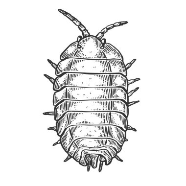 Vektör çizim oyma ahşap işe yaramaz böcek