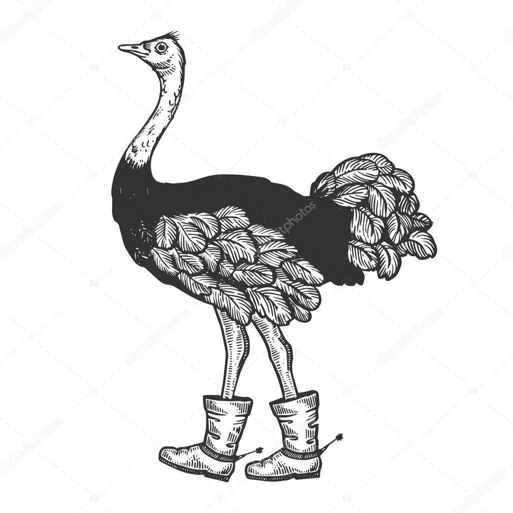Ostrich in boots with spur animal engraving vector