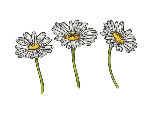 Χαμομήλι μαργαρίτα λουλούδι σκίτσο χάραξη διάνυσμα εικονογράφηση. Σχεδιασμός εκτύπωσης ρούχων T-shirt. Απομίμηση στυλ πίνακα γρατσουνιών. Ασπρόμαυρη ζωγραφισμένη στο χέρι εικόνα. — Διανυσματικό Αρχείο