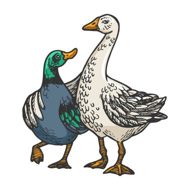 Ördek ve kaz arkadaşlar vektör çizimi yapıyorlar. Tişört giysisi baskısı tasarımı. Tahta sitili taklit. Siyah beyaz el çizimi resim.