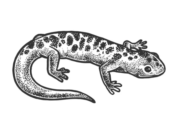 Salamandra lagarto animal boceto grabado vector ilustración. Diseño de estampado de ropa de camiseta. Scratch board estilo imitación. Imagen dibujada a mano en blanco y negro . — Archivo Imágenes Vectoriales