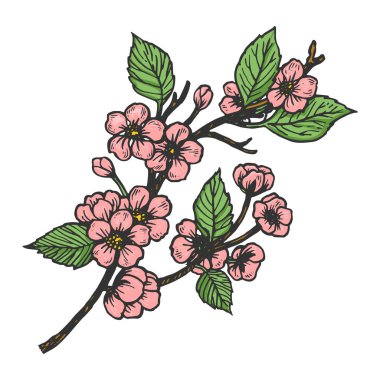 Kiraz çiçeği çizimi, kabartma vektör çizimi. Tişört giysisi baskısı tasarımı. Tahta sitili taklit. Siyah beyaz el çizimi resim.