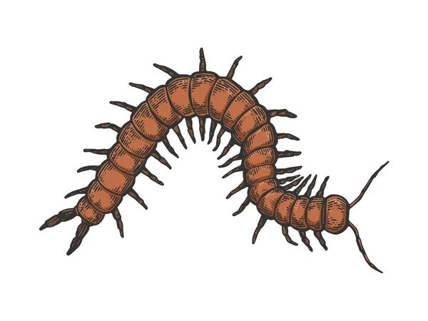 Scolopendra insekt tier skizze gravur vektor illustration. T-Shirt-Print-Design. Rubbellos-Imitat. Handgezeichnetes Schwarz-Weiß-Bild. — Stockvektor