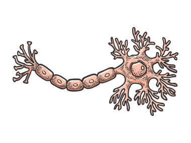 Beyin şematik klasik çizim çiziminin insan nöron sinir hücresi oyma vektör çizimi. Tişört giysisi baskısı tasarımı. Tahta sitili taklit. Siyah beyaz el çizimi resim.
