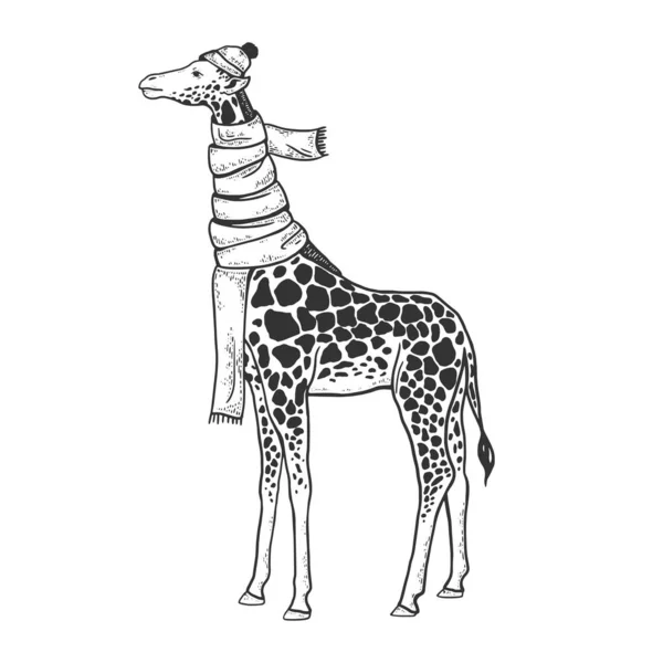 Girafa pescoço é enrolado em cachecol e inverno chapéu esboço gravura vetor ilustração. T-shirt design de impressão de vestuário. Imitação de raspadinha. Imagem desenhada à mão preto e branco . —  Vetores de Stock