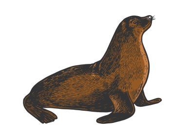 Deniz aslanı fok hayvan kroki gravür vektör illüstrasyon. Scratch tahta tarzı taklit. Siyah beyaz elle çizilmiş görüntü.