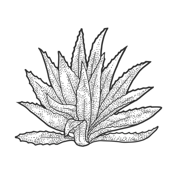 Agave planta tequila ingrediente esboço gravura vetor ilustração. T-shirt design de impressão de vestuário. Imitação de raspadinha. Imagem desenhada à mão preto e branco . —  Vetores de Stock