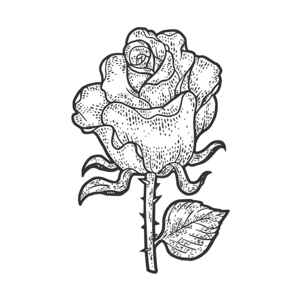 Rose flower sketch engraving vector illustration. T-shirt apparel print design. Scratch board imitation. Black and white hand drawn image. — 스톡 벡터