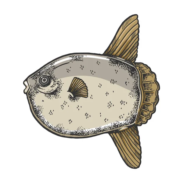 Oceano sunfish animale disegno incisione vettoriale illustrazione. Imitazione in stile gratta e vinci. Immagine disegnata a mano in bianco e nero . — Vettoriale Stock