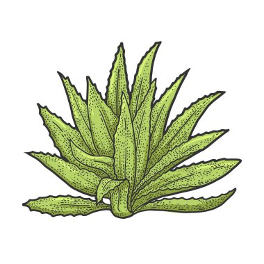 Agave bitki tekila malzemesi taslağı oyma vektör illüstrasyonu. Tişört giysisi baskısı tasarımı. Çizik tahtası taklidi. Siyah beyaz el çizimi resim.