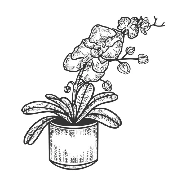 Orquídea exótica flor tropical boceto grabado vector ilustración. Diseño de estampado de ropa de camiseta. Scratch board imitación. Imagen dibujada a mano en blanco y negro . — Vector de stock