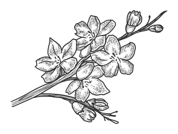 Körsbärsblomma skiss gravyr vektor illustration. T-shirt kläder tryck design. Skrapbrädesimitation. Svart och vit handritad bild. — Stock vektor