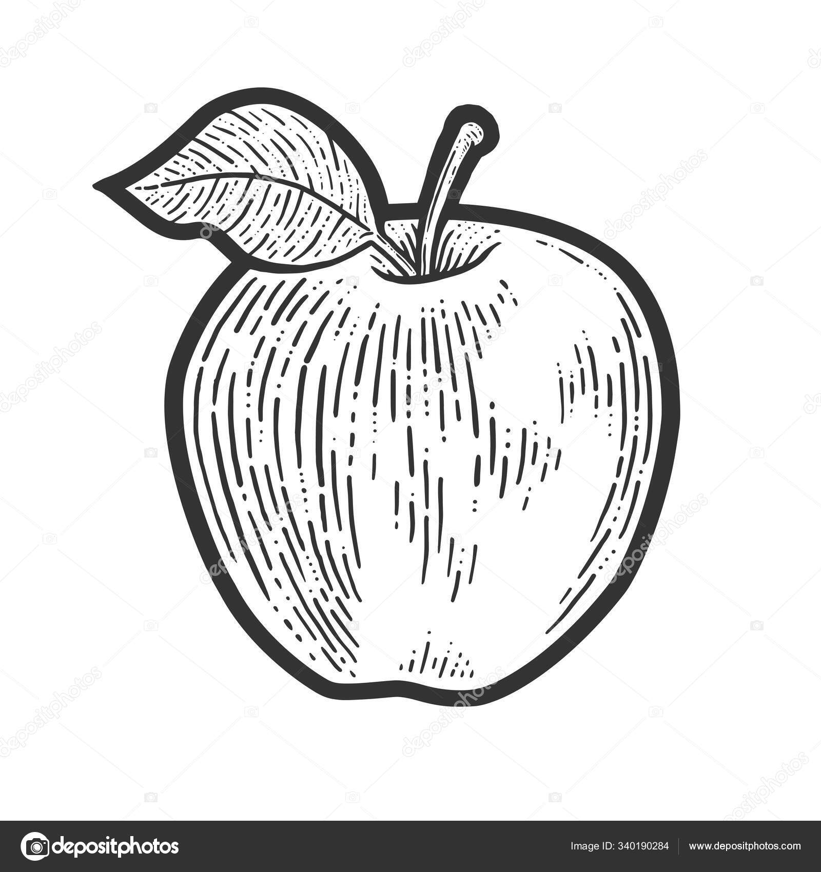アップルフルーツスケッチのベクトルイラストを彫る。Tシャツのアパレルプリントデザイン。スクラッチボードの模倣黒と白の手描き画像. ストックベクター  ©AlexanderPokusay 340190284, image size:1600x1700