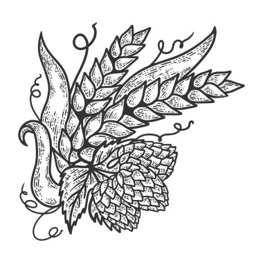 Hops ve arpa bitki gravür kroki vektör illüstrasyon. Scratch tahta tarzı taklit. Siyah beyaz elle çizilmiş görüntü.
