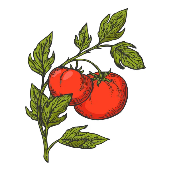 Tomat växt gren skiss gravyr vektor illustration. T-shirt kläder tryck design. Skrapbrädesimitation. Svart och vit handritad bild. — Stock vektor
