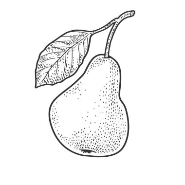 Armut meyve çizimi, kabartma vektör çizimi. Tişört giysisi baskısı tasarımı. Çizik tahtası taklidi. Siyah beyaz el çizimi resim.