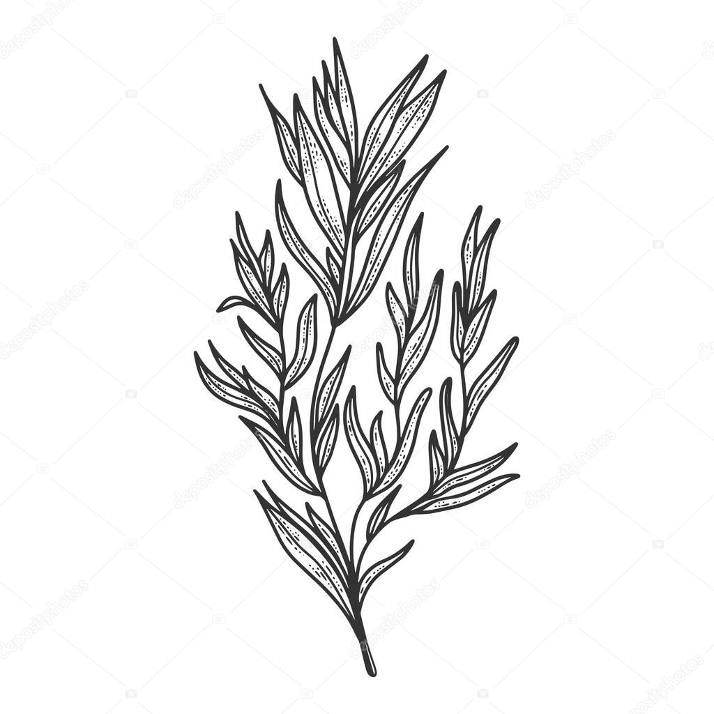 Tarragon herb sketch engraving vector illustration. Scratch board style imitation. Hand drawn image.