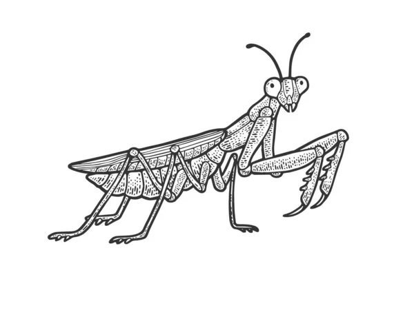 Europæisk mantis skitse gravering vektor illustration. T-shirt tøj print design. Efterligning af skrabelodder. Sort og hvid håndtegnet billede . – Stock-vektor