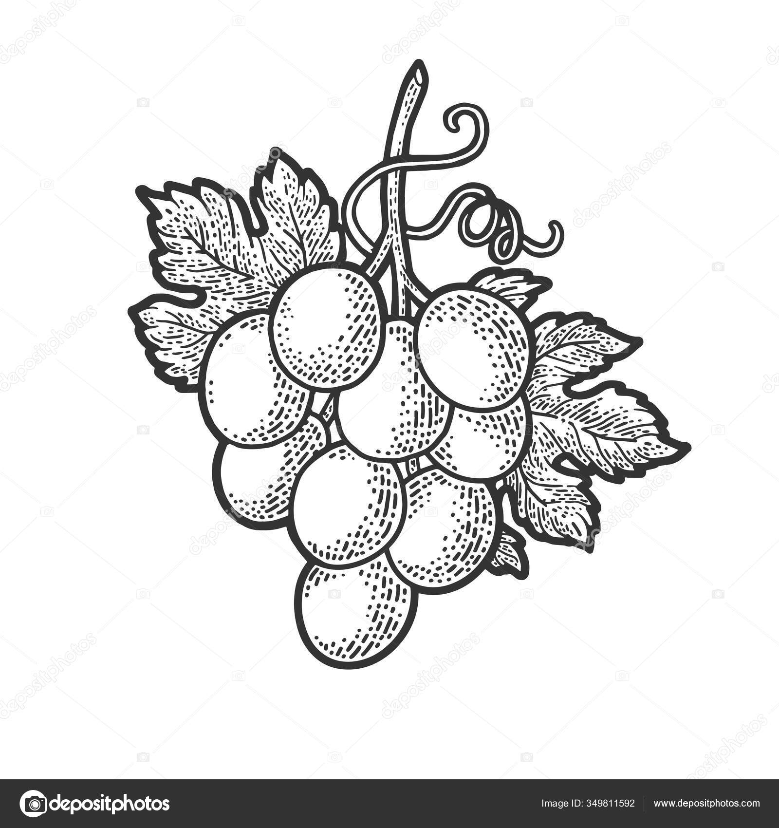 Fruit, Grapes, Drawing, Tree, Cartoon, Grape, Trees - Draw A Grape Tree, HD  Png Download , Transparent Png Image | PNG.ToolXoX.com