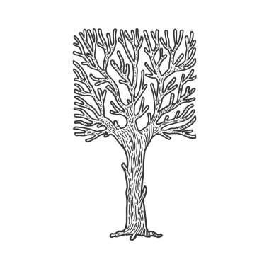 Kare taç ağacı çizimi, kabartma vektör çizimi. Tişört giysisi baskısı tasarımı. Çizik tahtası taklidi. Siyah beyaz el çizimi resim.