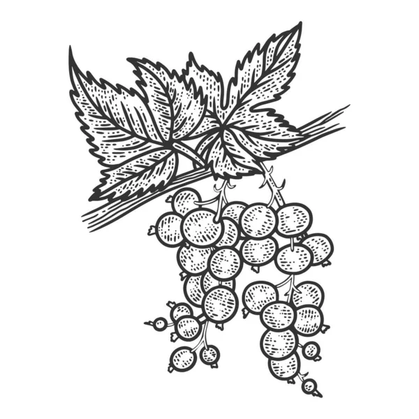 Svarta vinbär växt med bär skiss gravyr vektor illustration. T-shirt kläder tryck design. Skrapbrädesimitation. Svart och vit handritad bild. — Stock vektor
