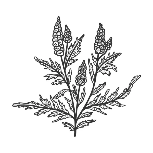 Ragweed Ambrosia växt skiss gravyr vektor illustration. T-shirt kläder tryck design. Skrapbrädesimitation. Svart och vit handritad bild. — Stock vektor