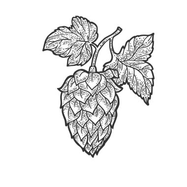 Hop koni bira malzemesi kabartma vektör çizimi. Tişört giysisi baskısı tasarımı. Çizik tahtası taklidi. Siyah beyaz el çizimi resim.